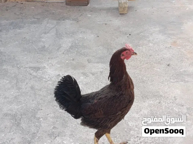 دجاجا عرب  صحه ونضافه
