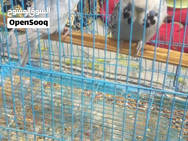 ماشاء الله متاح زوجين طيور حب زوج اوربي وزوج انكليزي وثنينه محميه محلاقلات