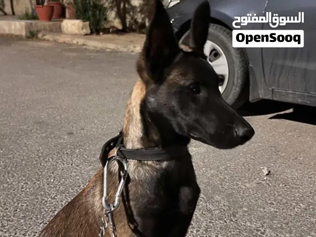 كلب مالينو بيور شراسه رياضي ماخذ مطاعيم عمرو اربع شهور ماشاءالله عليه