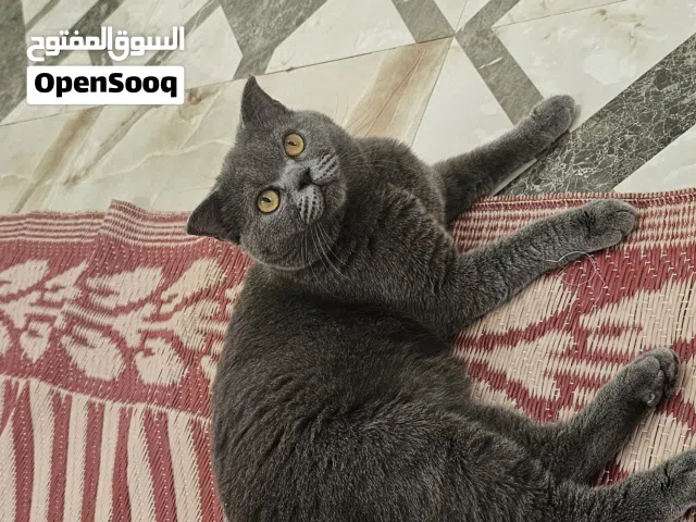 سكوتش فولد للبيع