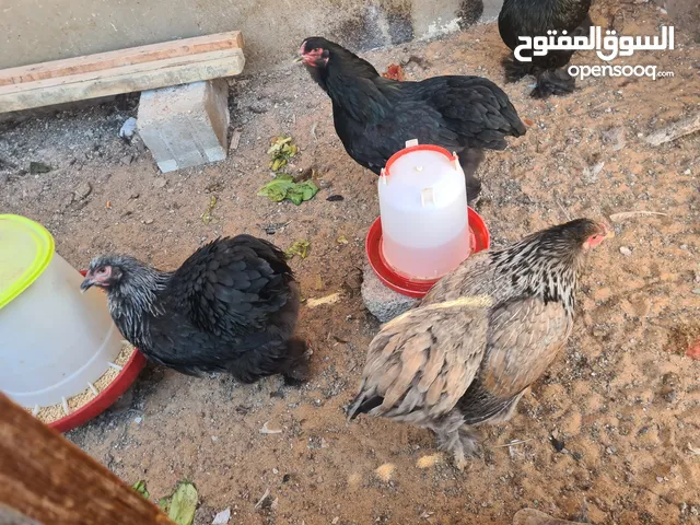 دجة براهما على 200د