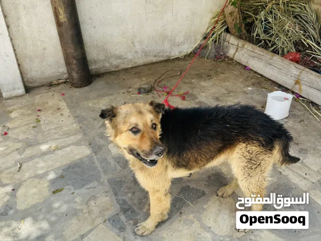 الراعي الألماني كلب جرمن عمر 5 اشهر