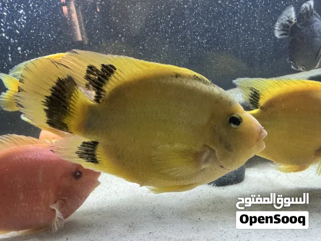 سمك زينه للبيع