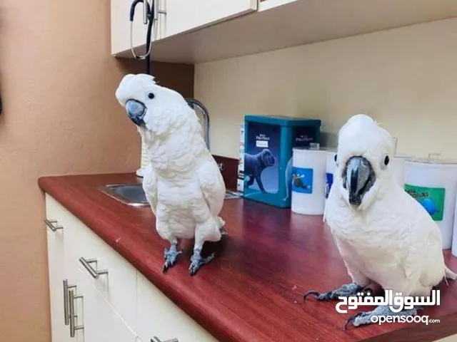 Cockatoo and Macaw parrots available. WhatsApp only.