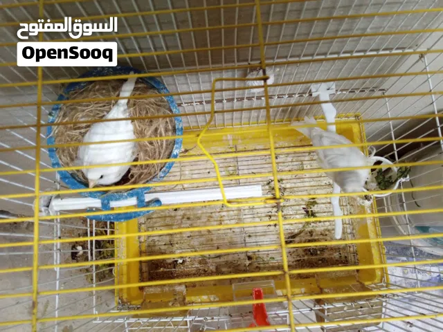غرفة طيور للبيع