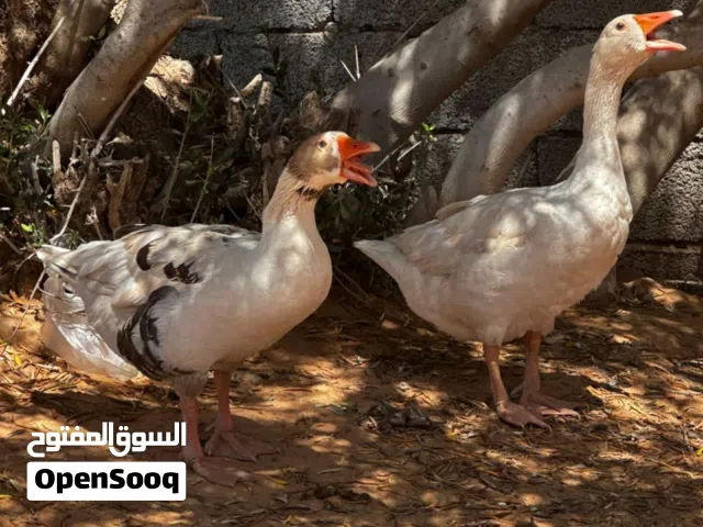 وز ربي يبارك السعر ساوم