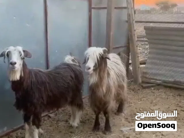 للبيع هوش جلابيات