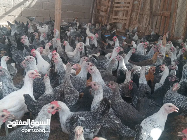 صوص فيومي للبيع