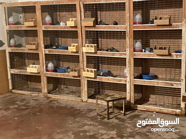 بارتيات للبيع