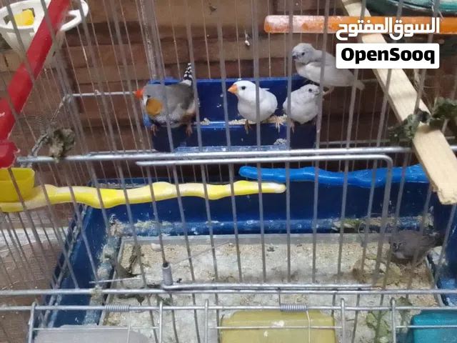 جوزين جنة مع فراخ  يوجد اقفاص ومعالف ومشارب  اقراء الوصف