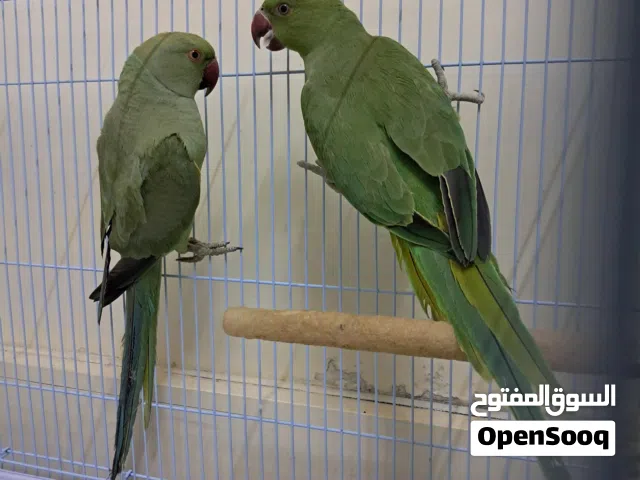 Young ringneck pair