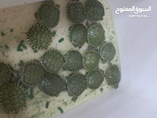 سلاحف اريد اير عمر صغير  اندنوسيا