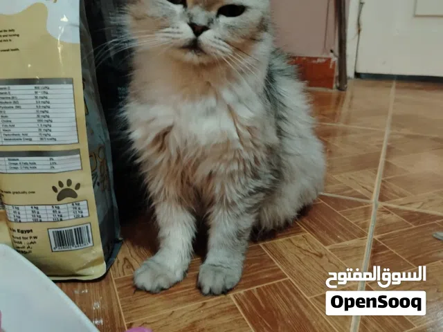 قطة للبيع