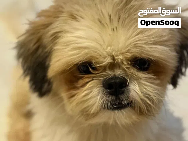 كلب ذكر نوع تشيتزو