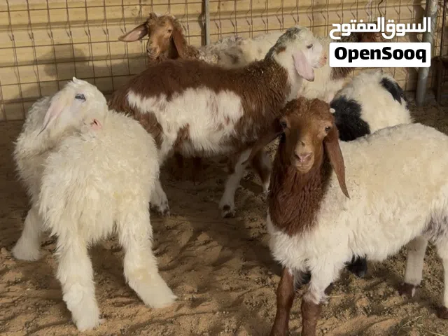 طليان نعيميات + نعيمي مهجن