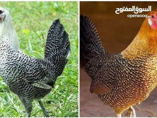 فراخ دجاج بلدي