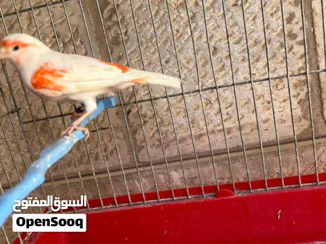 متاح 4 جواز اغات