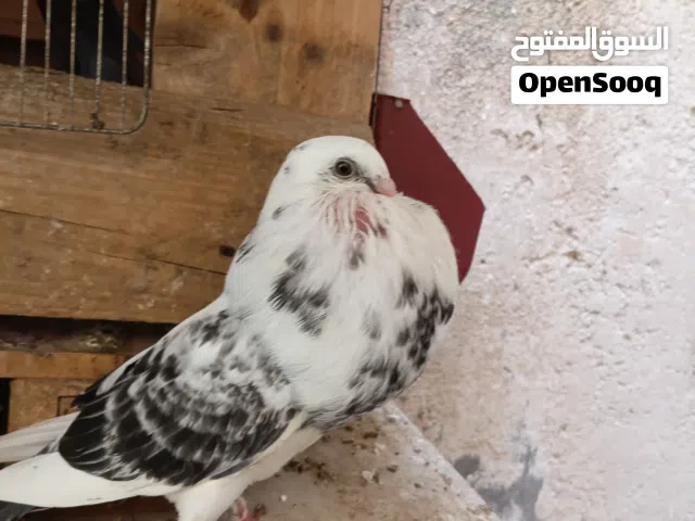 كاديتانو خو ت العش و4 خوت مصري وطرفبن بو زيان