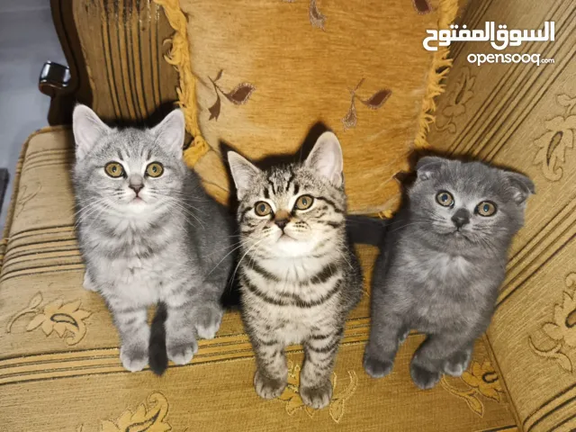 ذكر وانثى بريتش و سكوتش