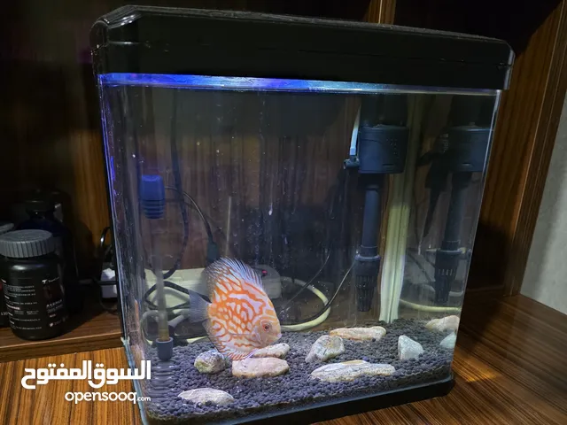Small Table Aquarium with Fishes