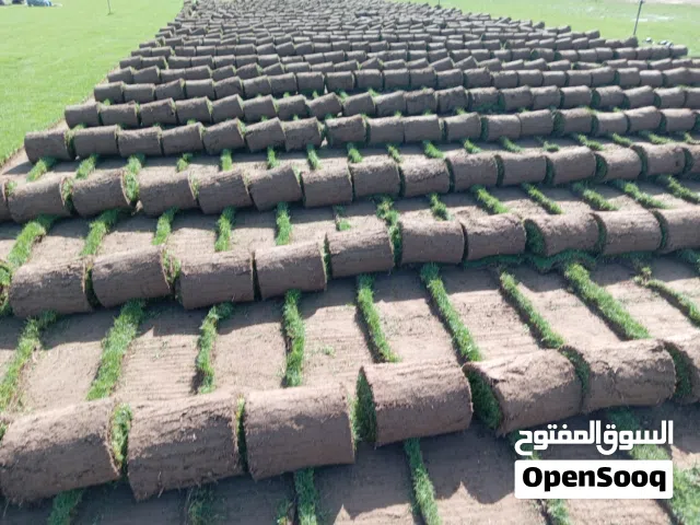 بلاسبليم وبرمودا ... ما شاء الله العشب الأمريكي جميل مثل اللون