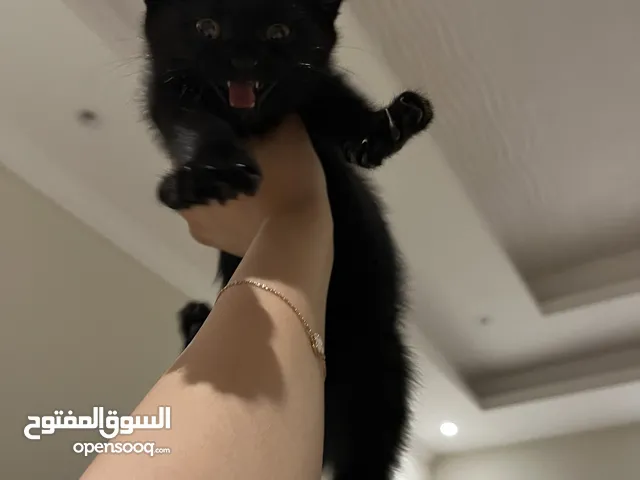 قطين سكوتش شورت هير اسود و رصاصي