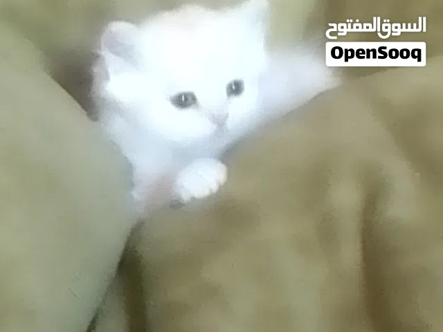 قطط للبيع بسعر مغري
