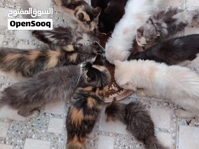 فرصة / مجموعة قطط للبيع