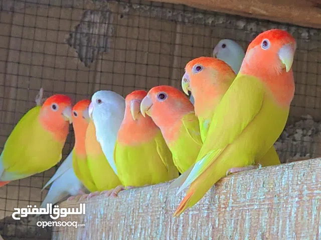 parrot and albino rose
