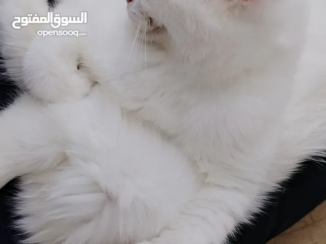 كتن للتبني