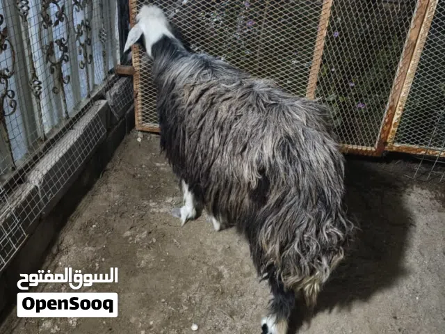 نعجه نجديه مفوله سمينه خير من الله النعجه ليبه وبعدهي صغيره بالعمر