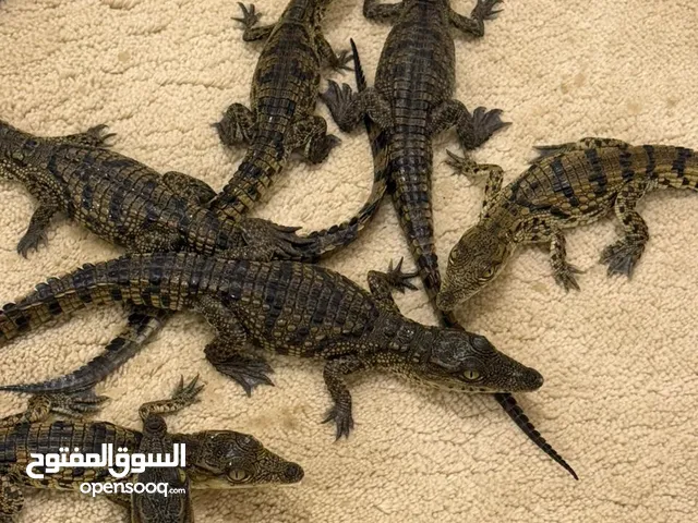 تمساح النيل