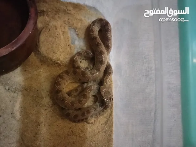 تعبان الارقم الصحراوي