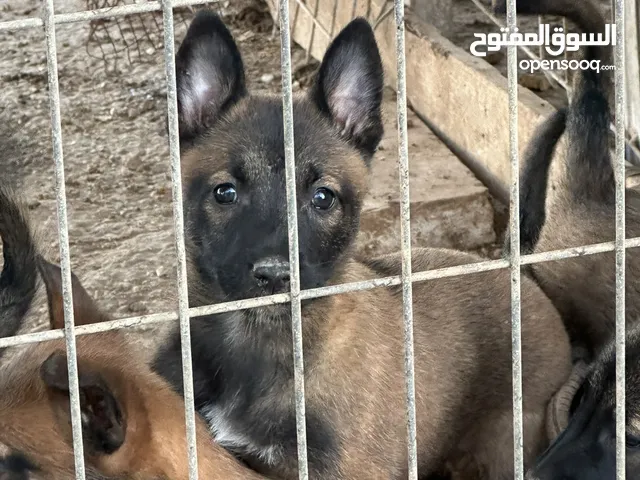 جراو مالينوووو للبيع قناع اسود دم حامي عمر 45 يوم