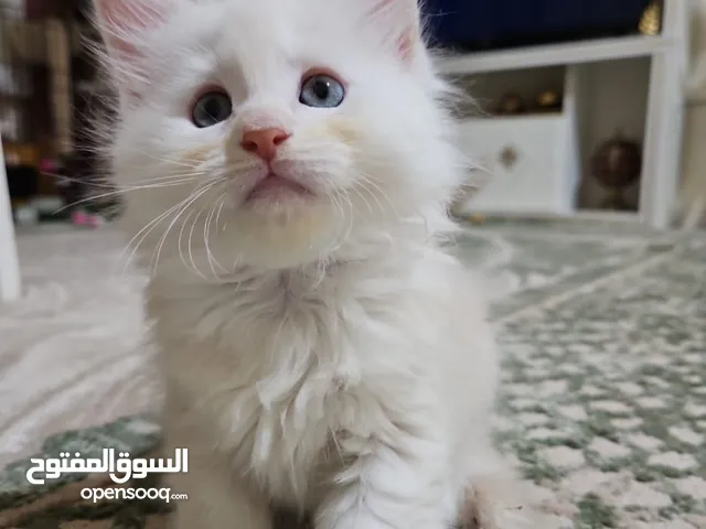 Maine coons kitten available