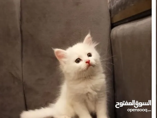 قطة شيرازيه انثى