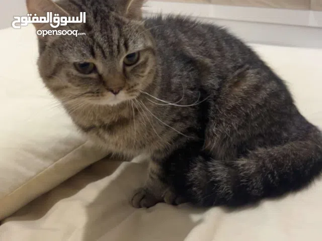 قطوتين سكوتش ذكر أعمارهم الاثنين متراوحه بين السنه والسنتين للبيع