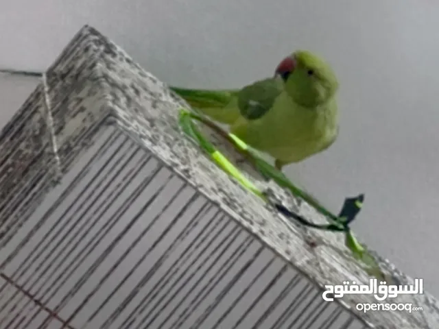 ببغاء درة هندي
