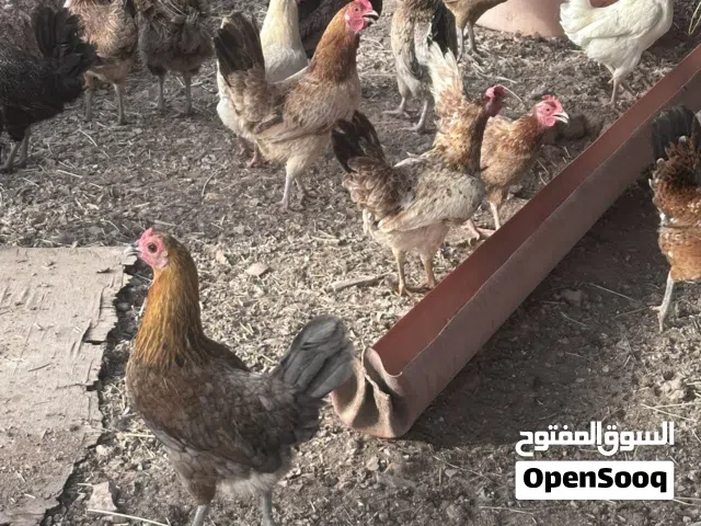 دجاج بياض صحته جيده
