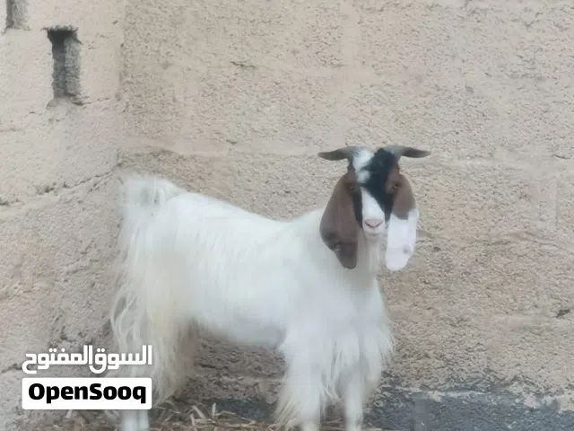 تيس عماني للبيع
