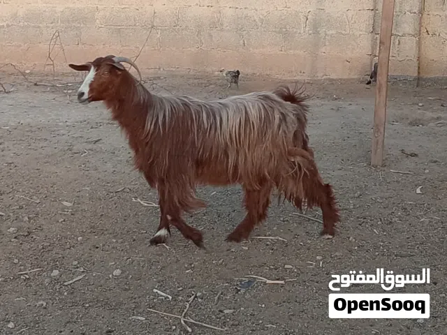 شاة حلال بني سعيد فول سمنه ما شاءالله خالي من كل العذاريب