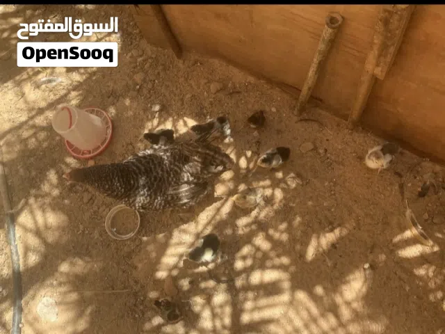 فلاليس للبيع( اقرأ الوصف )