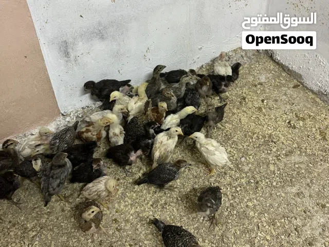 40 صوص عمر شهر للبيع  بالكوم او بالحبه