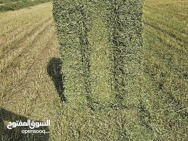 قت ( برسيم سوداني نخب اول) بالات وزن 18 k بروتين من 18% : 22% رطوبة من 8% : 12% حشائش او أتربة 0%