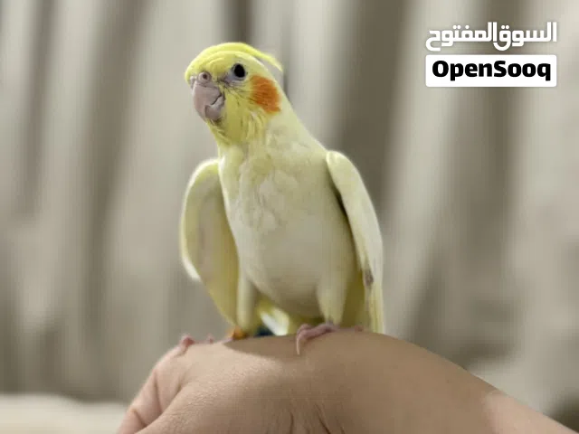 كوكتيل اليفين جدا جدا ذكر وانثى