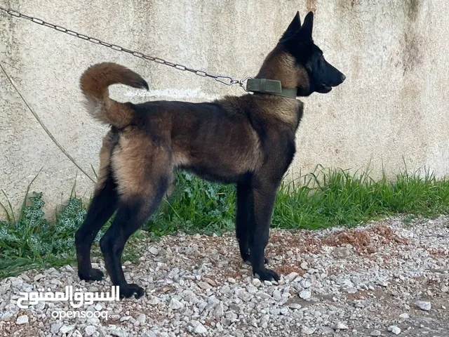 كلب اخد كل لقحاته
