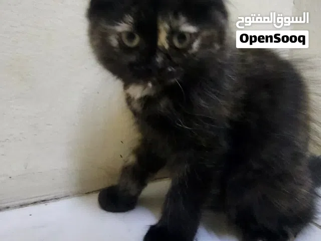 Cats for adoption  3-6 months old Litter trained and playful cat