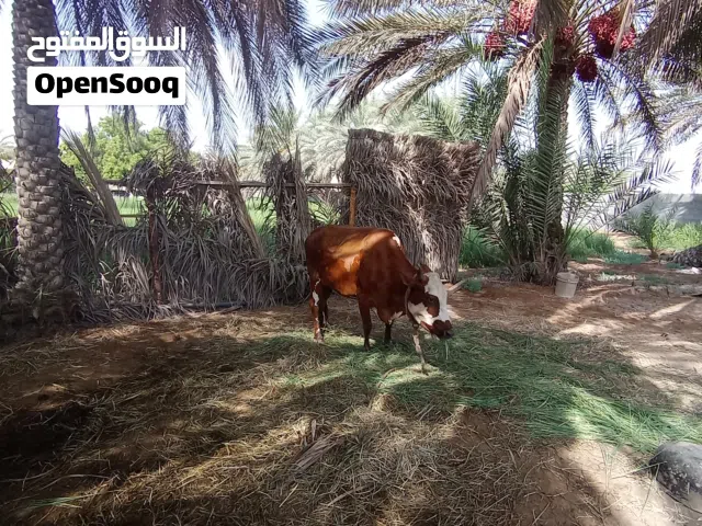 بقره تهجين ضفاري
