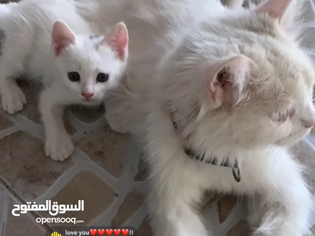 قطه شيرازيه مع أولادها 2
