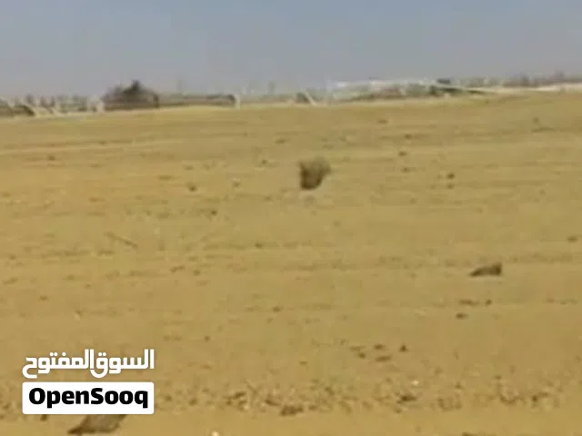مزرعه في البحر العامره ،،جديده للايجار او الاستثمار